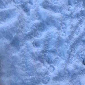 Meet your Posher, Pam